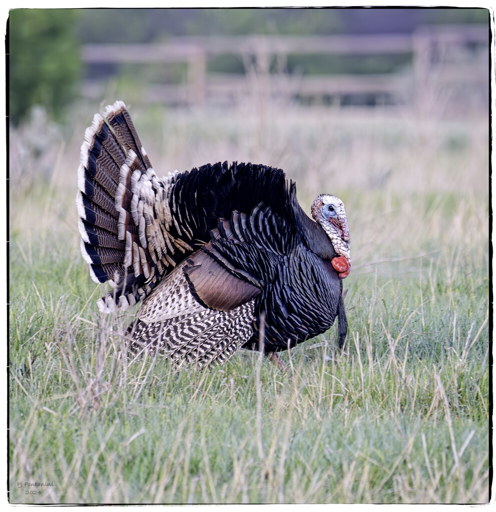 Turkey Strut by bluemoon