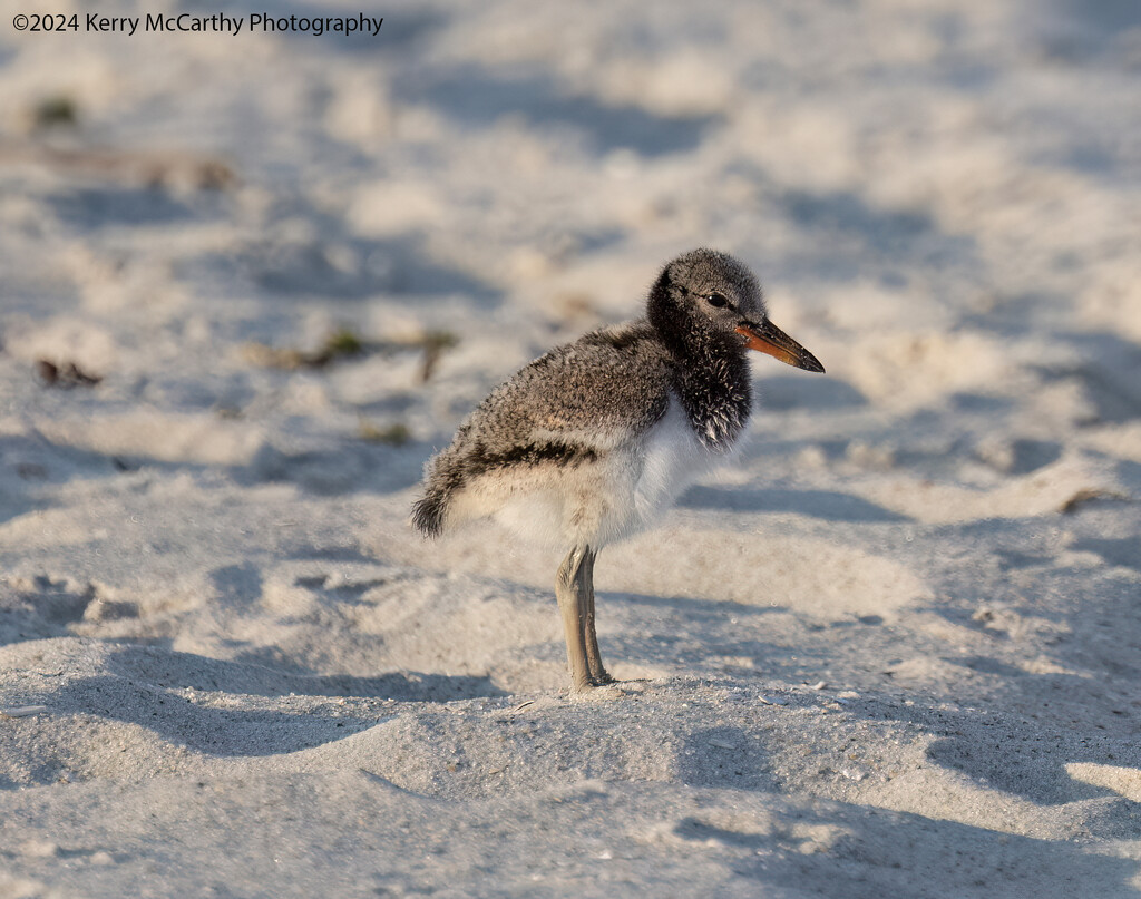 Another baby Oystercatcher by mccarth1