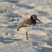 Another baby Oystercatcher by mccarth1