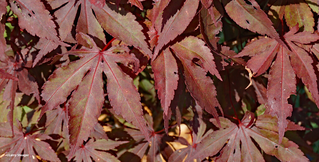 Up close Japanese Maple by larrysphotos