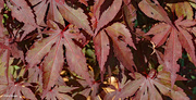 16th Jun 2024 - Up close Japanese Maple