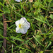 Flowers in the lawn by larrysphotos