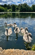 16th Jun 2024 - Cygnets