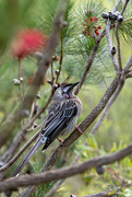 16th Jun 2024 - Red Wattle Bird