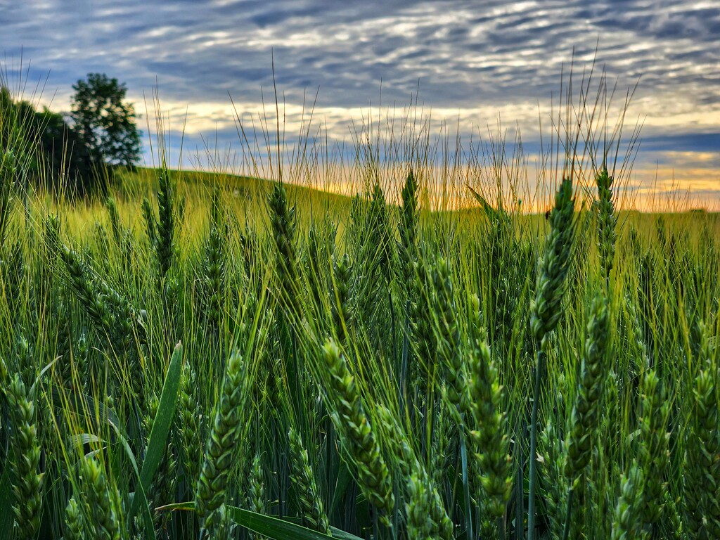Barley fields by ljmanning
