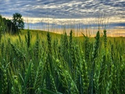 16th Jun 2024 - Barley fields