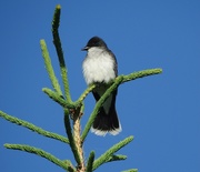 11th Jun 2024 - Eastern Kingbird