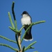 Eastern Kingbird by sunnygreenwood