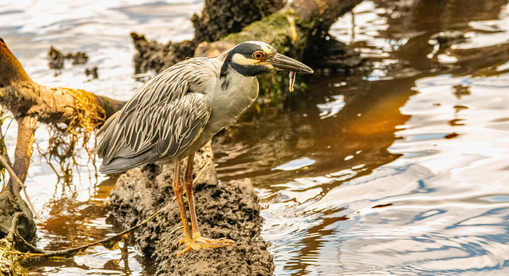 Yellow Crowned Night Heron With It's Snack! by rickster549