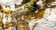 16th Jun 2024 - Yellow Crowned Night Heron With It's Snack!