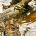 Yellow Crowned Night Heron With It's Snack!