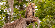 16th Jun 2024 - Great Horned Owl Out in the Open!