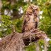 Great Horned Owl Out in the Open! by rickster549