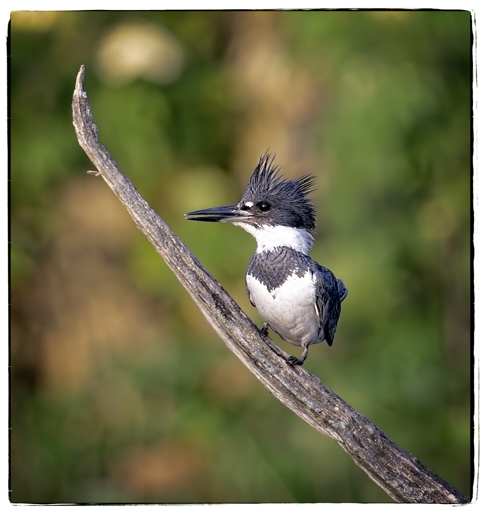 Male Belted Kingfisher by bluemoon