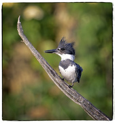16th Jun 2024 - Male Belted Kingfisher
