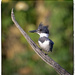 Male Belted Kingfisher by bluemoon