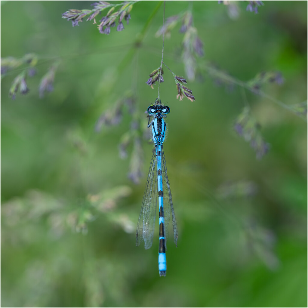 Common Blue Damselfly by clifford