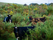 14th Jun 2024 - Eating amongst the gorse