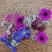 Picked some flowers for pressing  by samcat