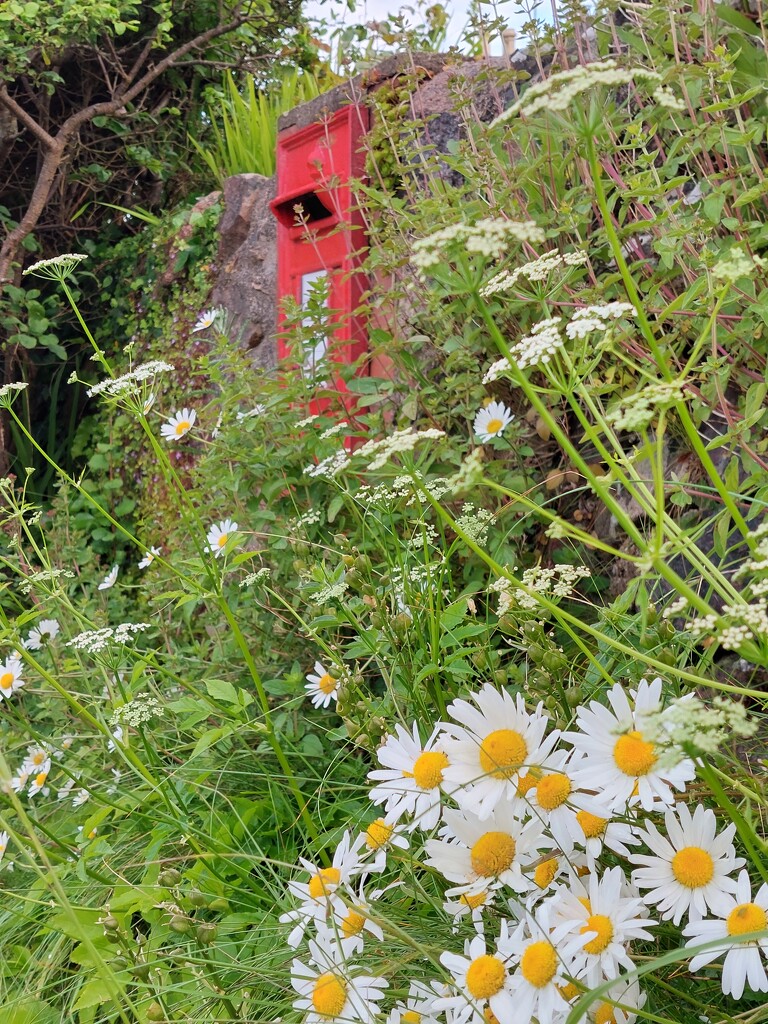Postbox and flowers  by samcat