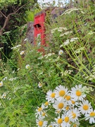 16th Jun 2024 - Postbox and flowers 