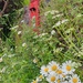 Postbox and flowers 