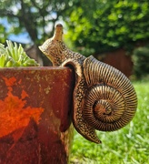 16th Jun 2024 - Snail