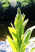 17th Jun 2024 - Mullein by Clem's Pond