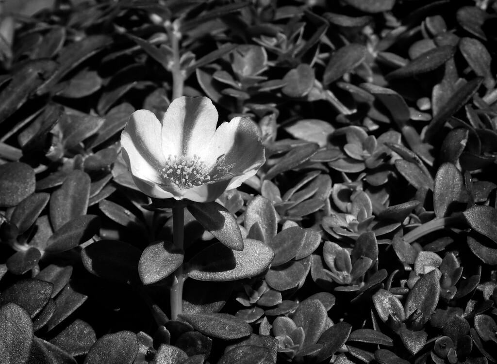 Purslane bloom... by marlboromaam