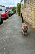 15th Jun 2024 - Cat on a mission 