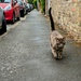 Cat on a mission 