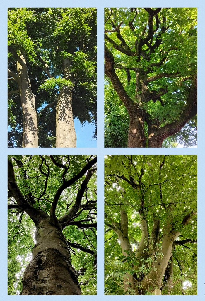 Three Beech trees and one old Oak, top right. by grace55
