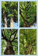 18th Jun 2024 - Three Beech trees and one old Oak, top right.