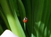 17th Jun 2024 - ladybird