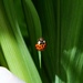 ladybird by kametty