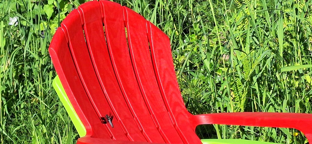 Red Chair with Dragonfly by 912greens