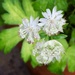 Soggy Astrantia  by orchid99