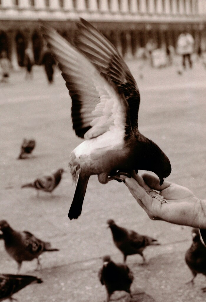 Bird In A Hand -1994 by photohoot