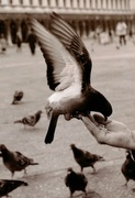 17th Jun 2024 - Bird In A Hand -1994