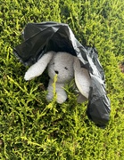 10th Jun 2024 - Lost Bunny