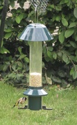 17th Jun 2024 - Goldfinch