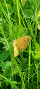 17th Jun 2024 - Yellow Shell moth