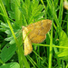 Yellow Shell moth