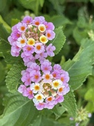 15th Jun 2024 - 6 15. Pink and Yellow Lantana