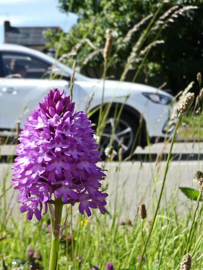 Roadside Orchid by 30pics4jackiesdiamond