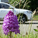 Roadside Orchid