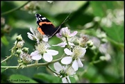 17th Jun 2024 - Red admiral