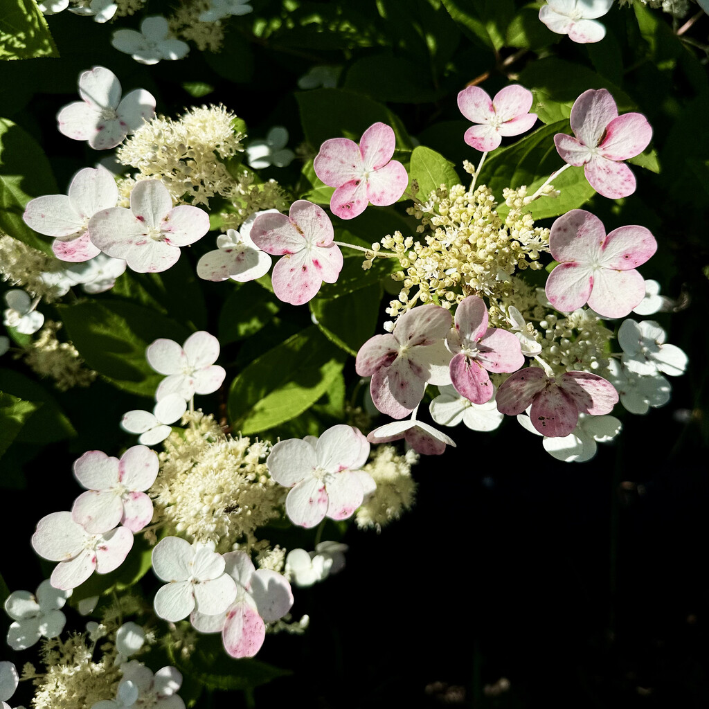 Viburnum aka Japanese Snowball by yogiw