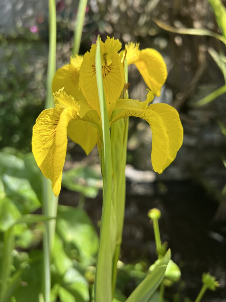 Water Iris by mattjcuk