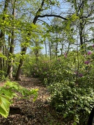 9th Jun 2024 - Woodland